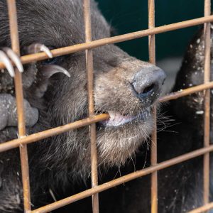 Handpicked Red Chillies